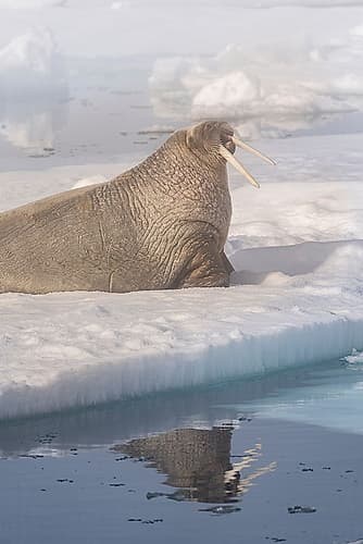 Norway, Svalbard. Close-up of male walrus on ice floe in Arctic Ocean. Animals Print